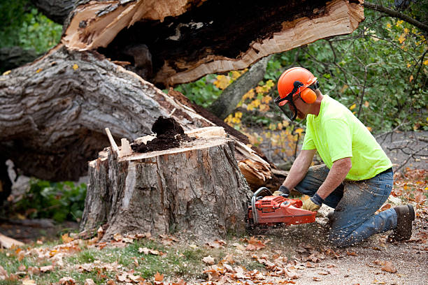 Best Lawn Dethatching  in USA